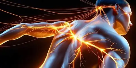 Illustration of the human nervous system